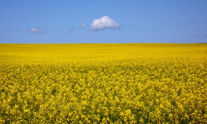Canola Fields, Ontario