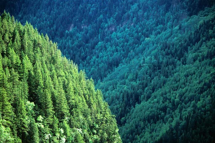 Rolling Forest, Wells Grey, B.C.