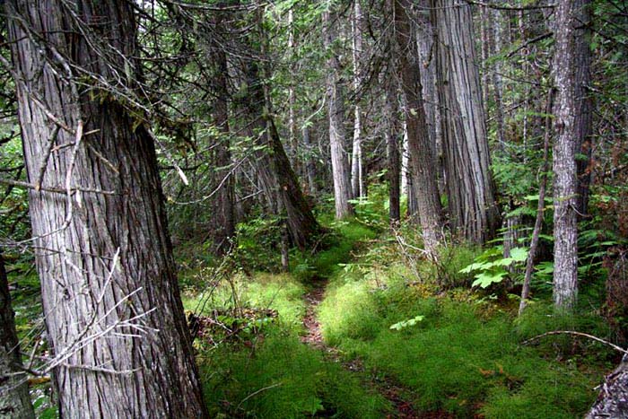 Bear Pass Trail, Kootenay River, B.C.