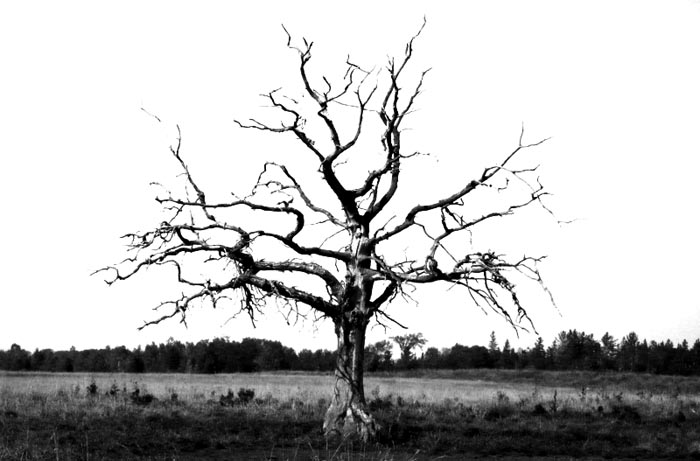 Dead Apple Tree