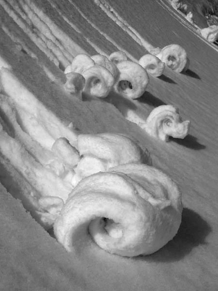Snow Snails