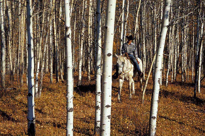 Cowboy in Birch Woods, Boundary Ranch - Jonas Guinn
